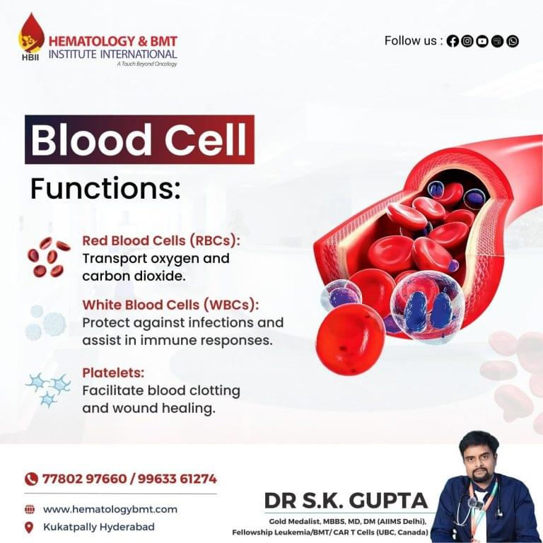 RedBloodCells 768x768